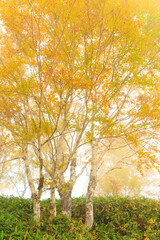 autumn in the forest