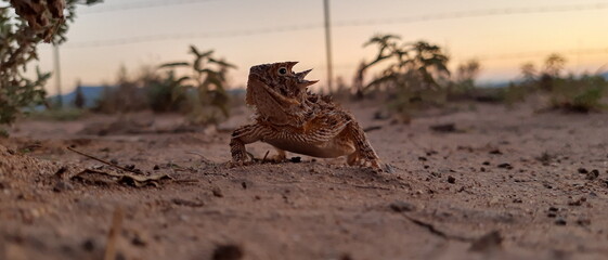 Horned lizard