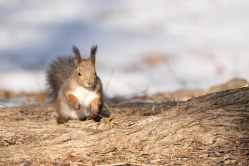 Naklejka premium エゾリス