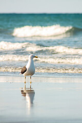 seagull on the beach