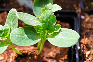 Closeup of watermelon seedlings growing in nursery pots