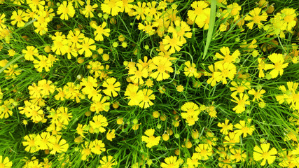 Fototapeta premium Yellow chrysanthemum