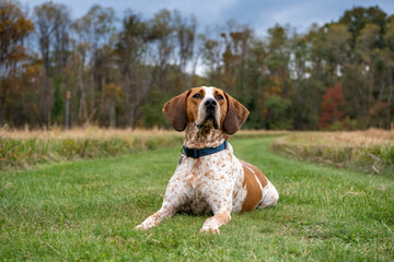 Rescue Coon Hound