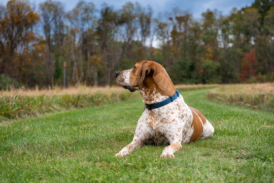 Rescue Coon Hound