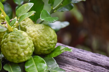 Kaffir limes on wooden table with natural blurred background.