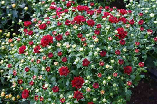 Chrysanthemum morifolium is call Chrysanthemum, Edible Chrysanthemum and Florist Chrysanthemum.