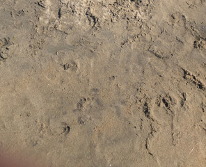 Ocean Beach Sand with Footprints
