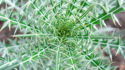 A prickly texture