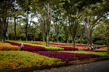 コリウスの花の絨毯