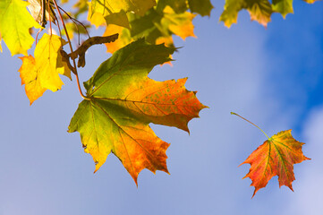 Naklejka na ściany i meble Colorful yellow, red orange autumn maple leaves on a branch against a blue sky background and falling leaves
