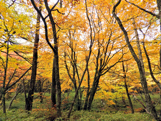 日本の栃木県・日光国立公園の奥日光の秋