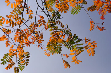 Colorful yellow, red orange, green autumn rowan leaves on a branch against a blue sky background
