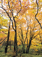 Fototapeta na wymiar 日本の栃木県・日光国立公園の奥日光の秋