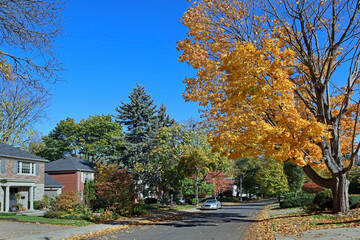 Naklejka premium Residential street with maple tree in golden fall colors