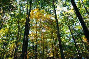 Obraz premium Blue Ridge Parkway