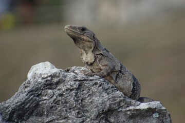 Mexico lizard