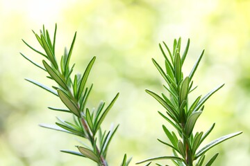 A close up shot of some fresh rosemary stem on green background.