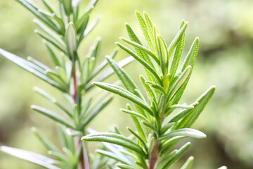 A close up shot of some fresh rosemary stem on green background.