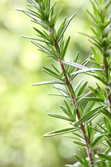 A close up shot of some fresh rosemary stem on green background.