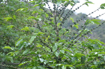 Fototapeta premium leaves in spring