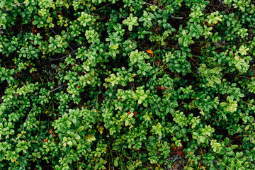 Obraz premium Green leaves pattern and forest background. Natural organic background