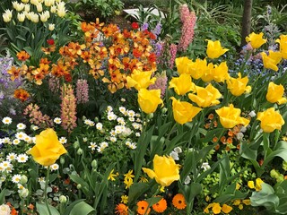 yellow flowers in the garden