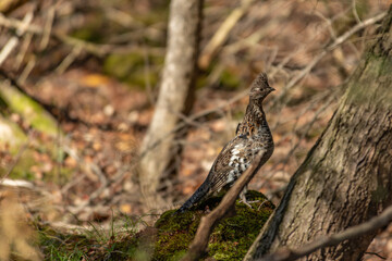 Ruffed Grouse on Guard on the forest floor landscape