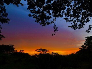 sunset in the forest