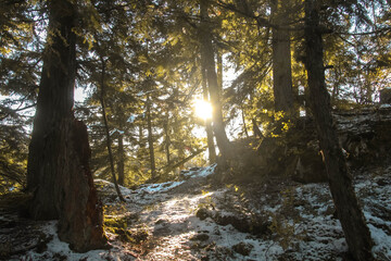Obraz premium snowy forest in the morning