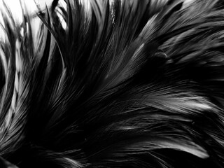 Obraz premium Beautiful abstract black feathers on dark background, gray feather texture on black background, white feather background