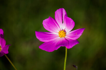 Fototapeta premium Flor morada. 