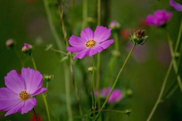 Flor morada. 