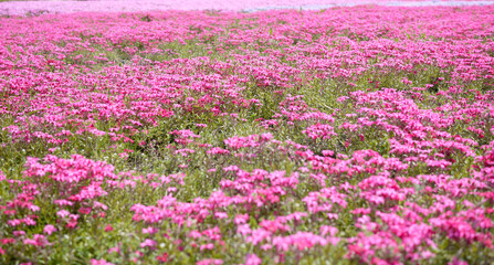 シバザクラ　芝桜