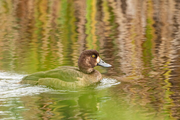 close up of one cinnamon teal duck swimming in the pond behind tall grasses