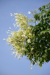 millingtonia hortensis flower in nature garden