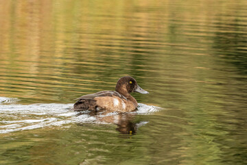 one cinnamon teal duck swimming in the pond