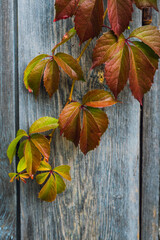Red Parthenocissus tricuspidata (Virginia creeper) on the wooden background in autumn's morning. Selective focus. Shallow depth of field. 
