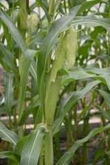 fresh green corn tree in country farm Thailand