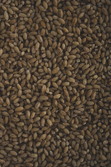 Pearl Barley macro close up