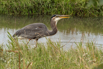 one great blue heron with open beak walking along the shoreline in the wetland on an overcast day