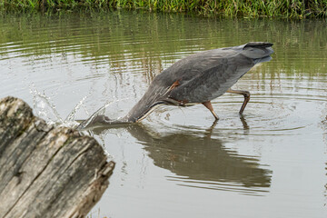the moment a great blue heron plunging its head into the water to catch a fish near the marshland