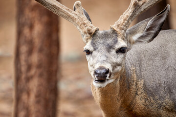 Young Reindeer with mouth open