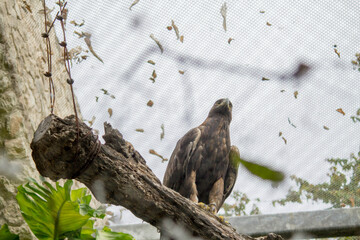 Águila. 
