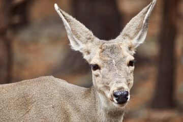 Young Reindeer looking towards camera
