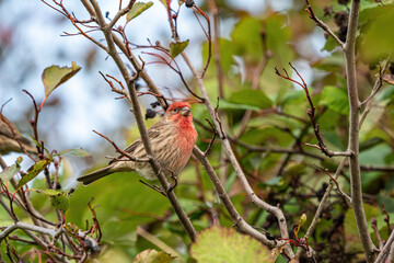one beautiful red chested house finch resting on the tree branch in front of busy bushes