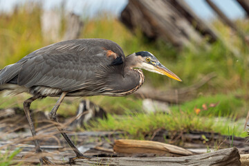 close up of one great blue heron standing still patiently by the waterway on the marshland waiting for any fish to swim by