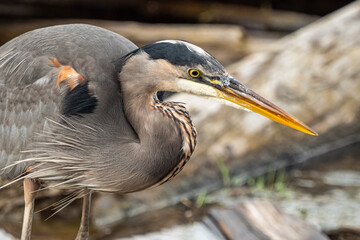 close up of one great blue heron standing still patiently by the waterway on the marshland waiting for any fish to swim by
