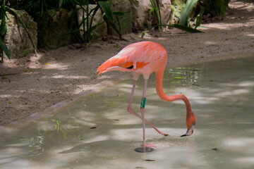 Flamencos. 