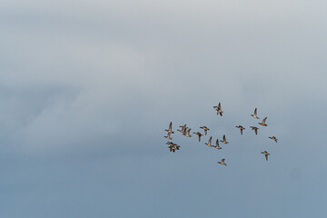 a flock of wild ducks flew over the over cast sky