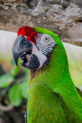 Guacamayas. 